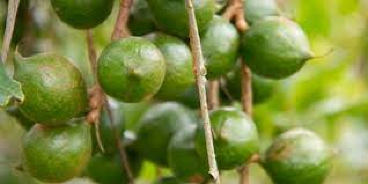 MACADEMIA NUTS from Tanzania